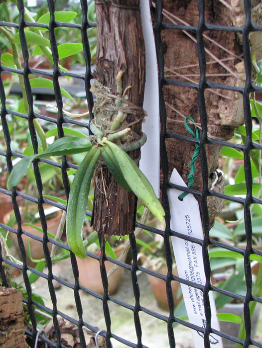 Aerangis rhodosticta.jpg