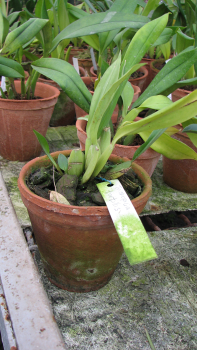 Trichopilia tortillis.jpg