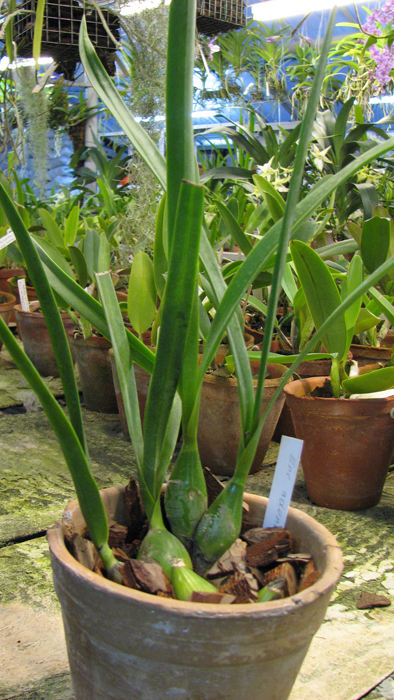 Encyclia adenocaula.jpg