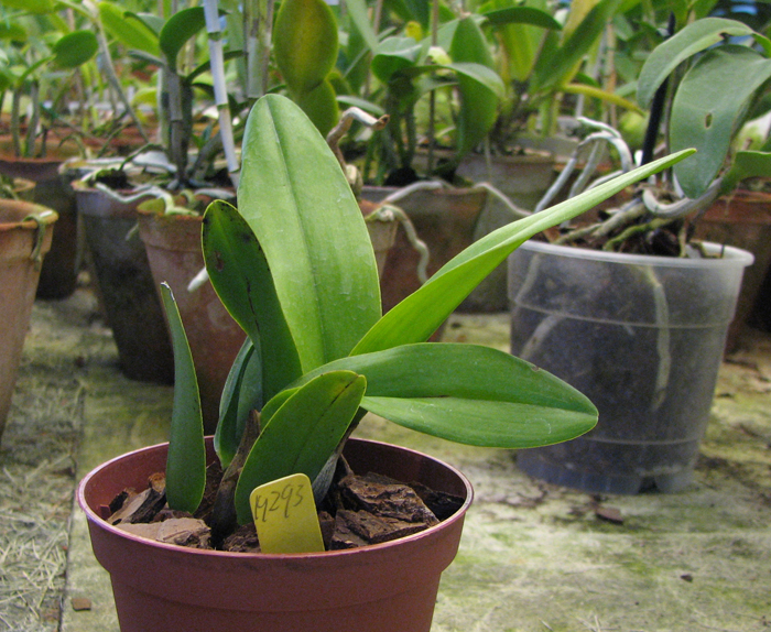 Brassoepidendrum Jim Wallace 'Leo' (Psh. mariae x B.jpg