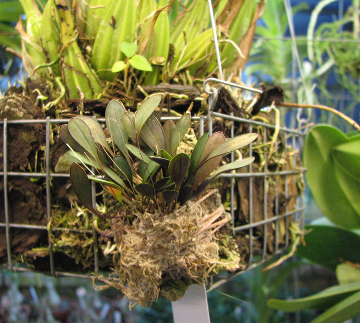 Pleurothallis pterophora.jpg