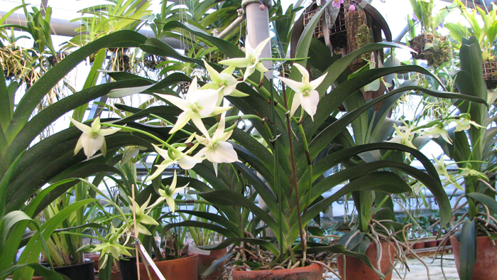 Angraecum Veitchii (eburneum x sesquipedale).jpg