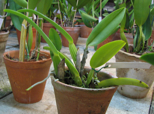 Cattleya labiata semi alba Robusta x SELF.jpg