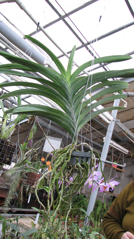 с цветоносом