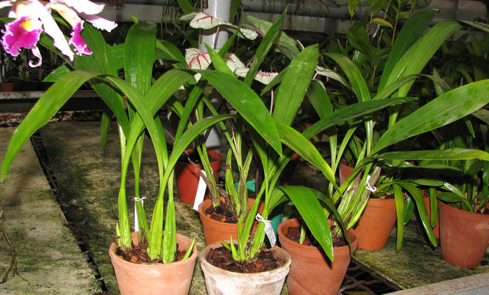 Coelogyne lawrenceana.JPG