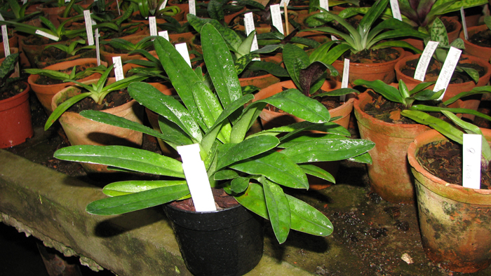 Paphiopedilum glaucophyllum x chamberlainianum x glanduliferum.jpg