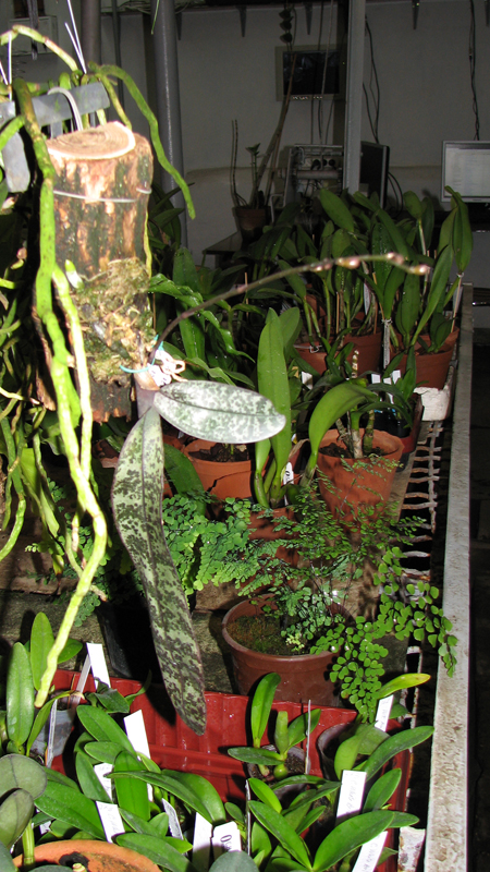 Phalaenopsis philippinensis с цветоносом