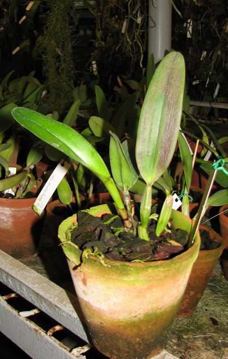 Cattleya jenmanii orlata 'Pacaraima' x SELF.jpg