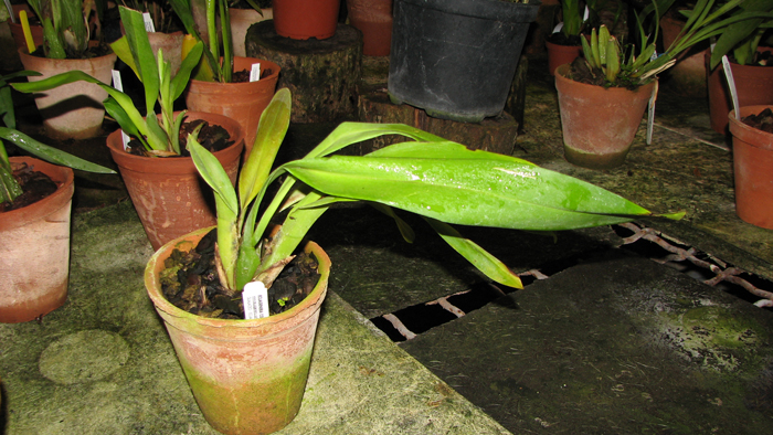 Odontoglossum crispum.jpg