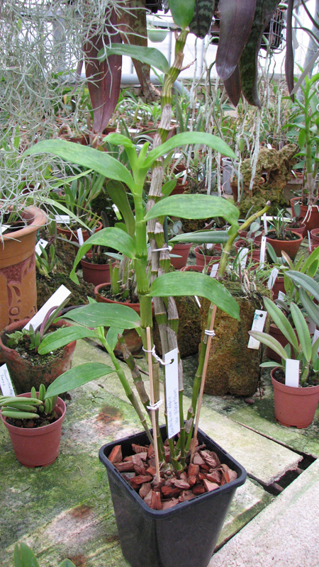 Dendrobium nobile giganteum.jpg