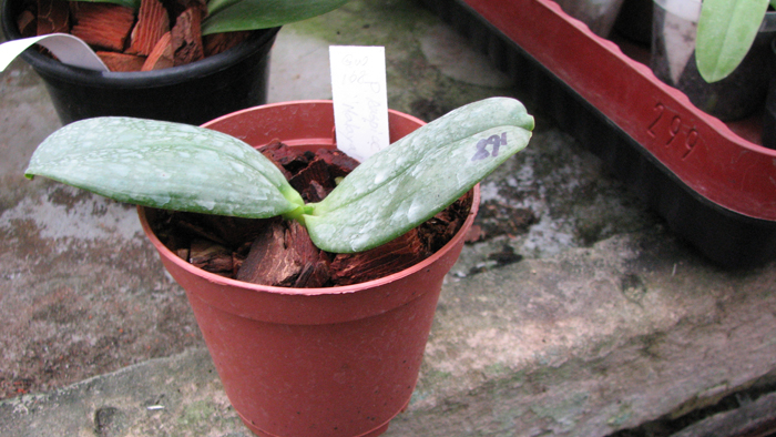 Phalaenopsis Auspice Knight 'Malayan'.jpg