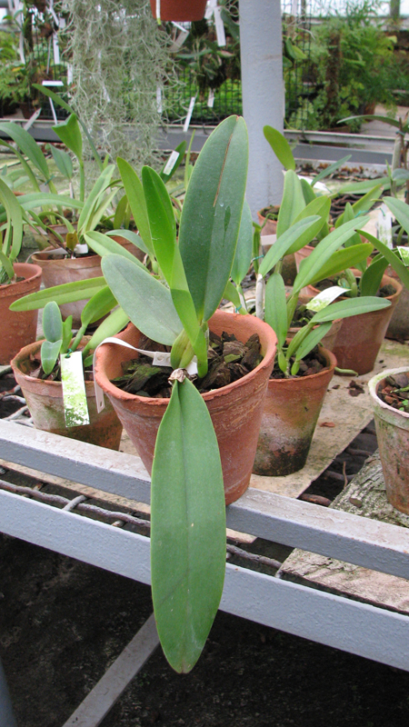 Cattleya labiata coerulensis.jpg