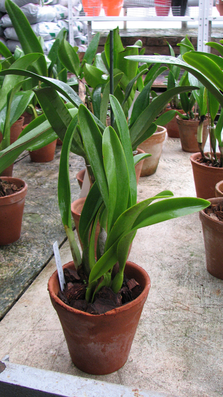 Laeliocattleya Tokyo Magic 'Kitty' (lrene Finney x briegeri).jpg