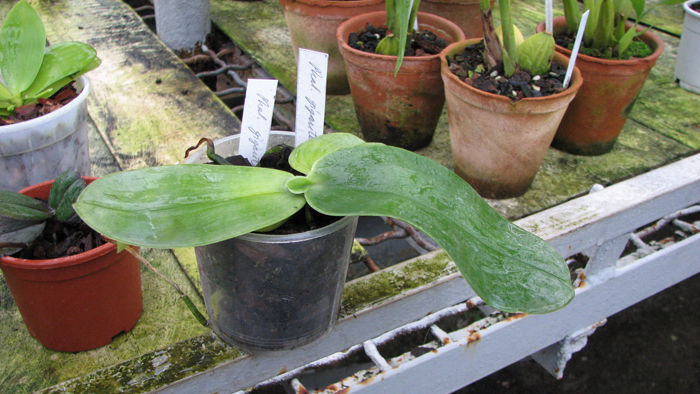Phalaenopsis gigantea.jpg