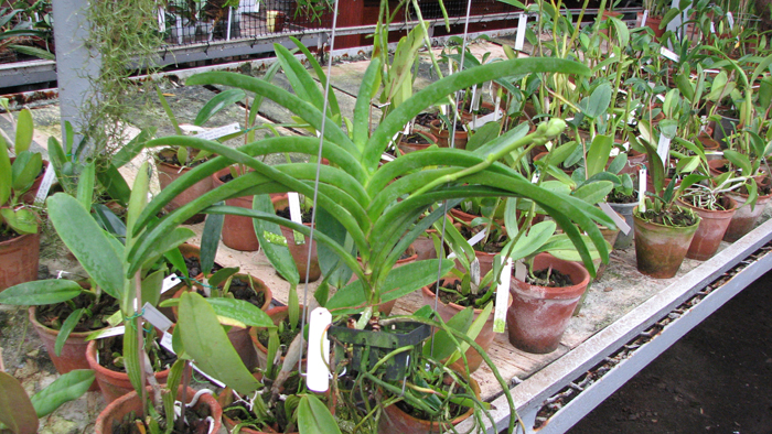 Ascocenda Oriental Lunar Beach x Vanda Chaiya.jpg