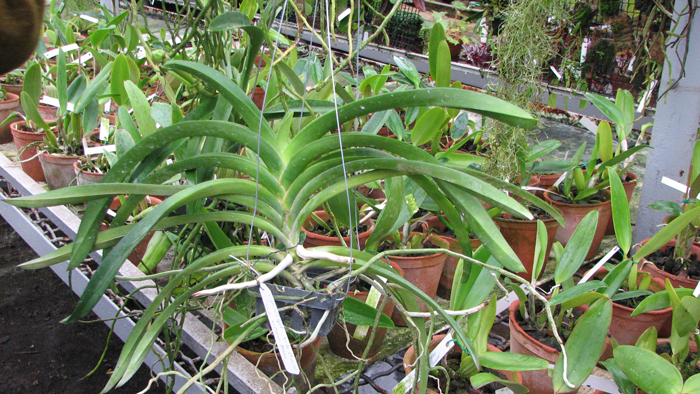 Vanda Sumon Spot x Ascocenda Pahirot x Ascocenda Kutlana Brown.jpg