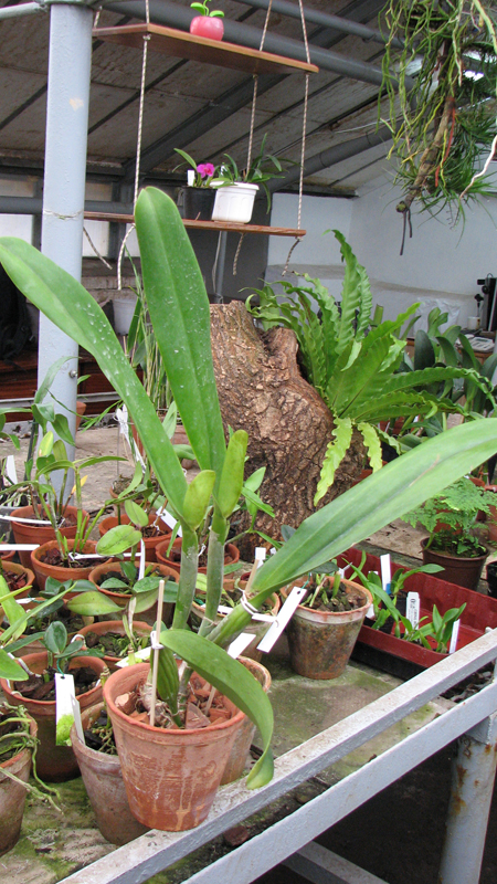 Brassolaeliocattleya Success Dream 'Miracles'.jpg