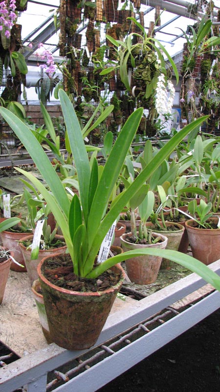 Phragmipedium lindenii.jpg