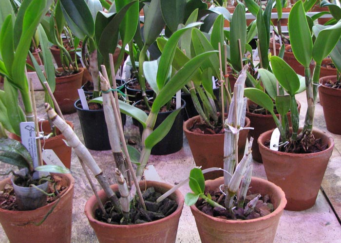 Dendrobium Kultana Beauty и Dendrobium Doraemon.jpg