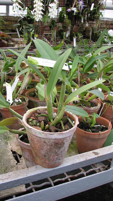 Cattleya lueddemanniana caerulea (Siquesique x Amparo) x Cattleya lueddemanniana tipo escura 'Guacamuco.jpg