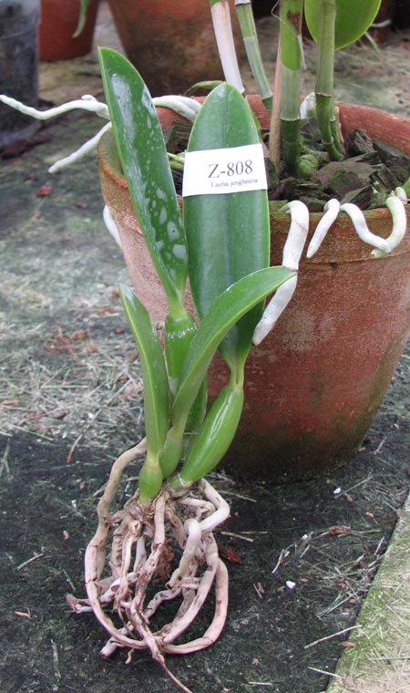 Laelia jongheana alba (Z-88) x Laelia jongheana suavissima.jpg