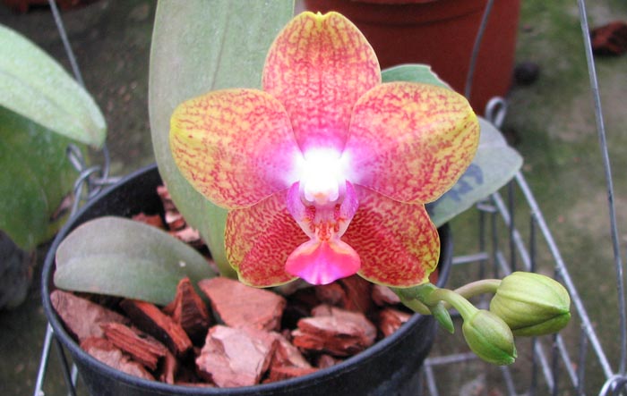 Doritaenopsis Sogo Pride 'Golden Star'.jpg