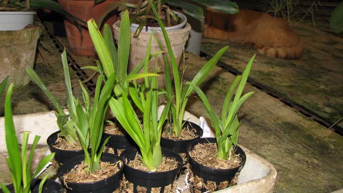 Oncidium Twinkle.jpg