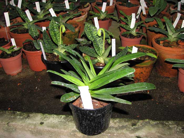 Paphiopedilum glaucophyllum x chamberlainianum x glanduliferum.jpg