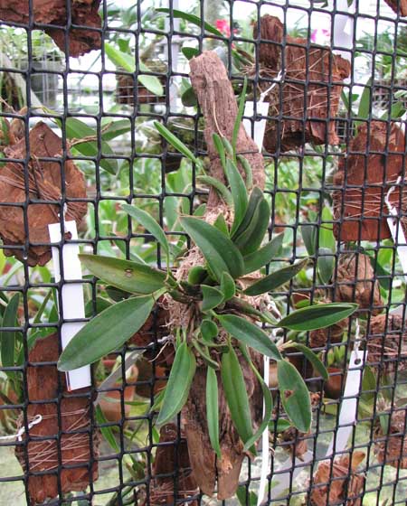 Sophronitis grandiflora.jpg