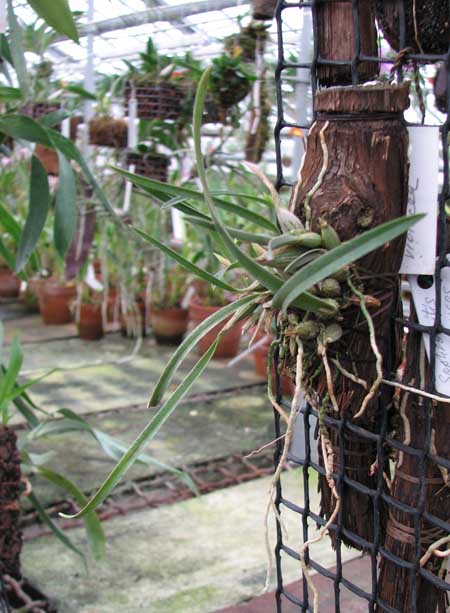 Sophronitis violacea.jpg