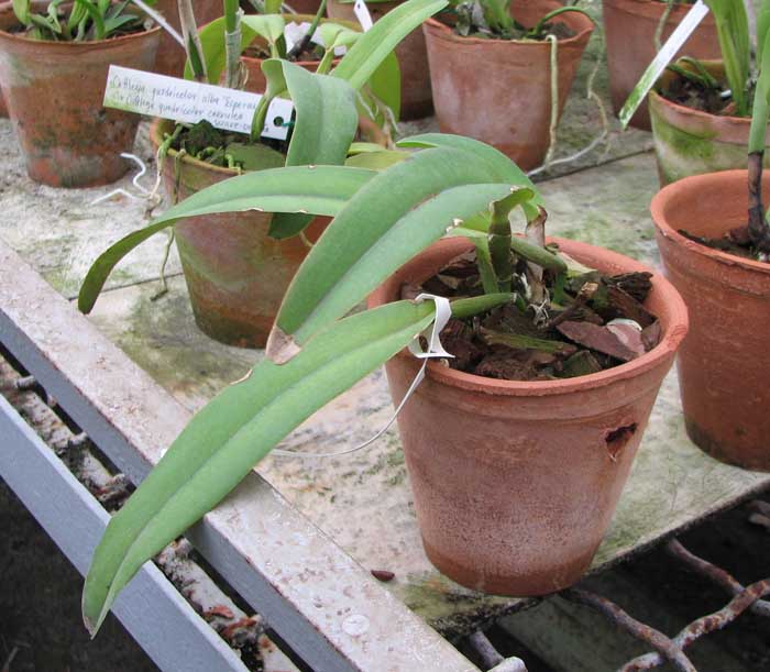 Cattleya maxima 'Jorg'.jpg