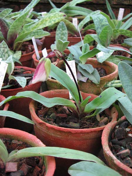Paphiopedilum spicerianum 'Showshan' x sib 'St Alban'.jpg