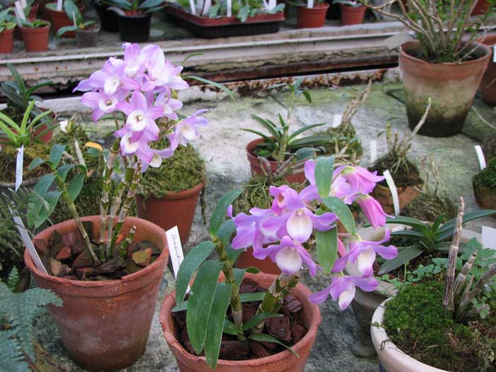 Dendrobium Hamana Lake.jpg