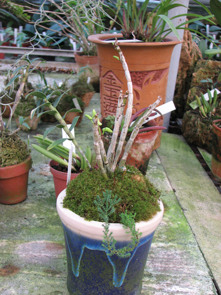 Dendrobium moniliforme Ginsetsu.jpg