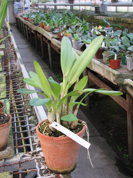Laelia macrobulbosa.jpg