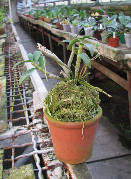 Dendrobium moniliforme Raizan.jpg