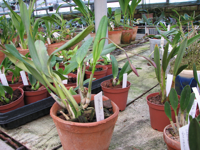 Sophrolaelia Psyche.jpg