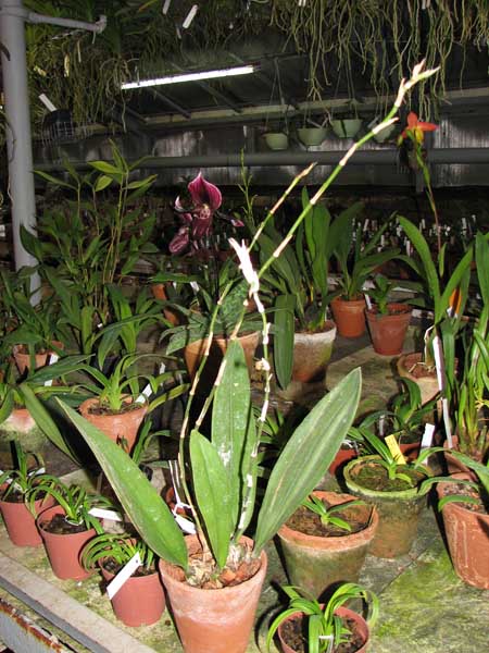 Psychopsis Mariposa 'Green Valley'.jpg