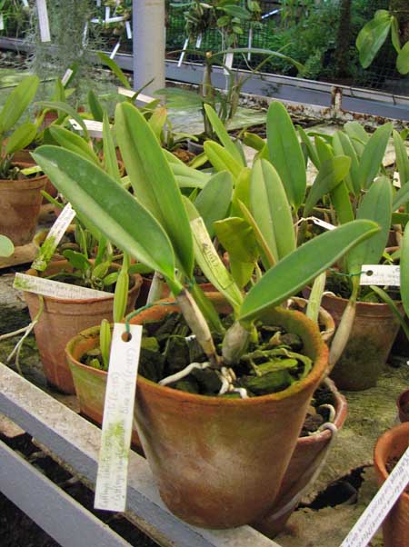 Cattleya labiata caerulea 'Titi' (Z-185) x Cattleya labiata caerulea 'Blue Sky' (Z-185).jpg