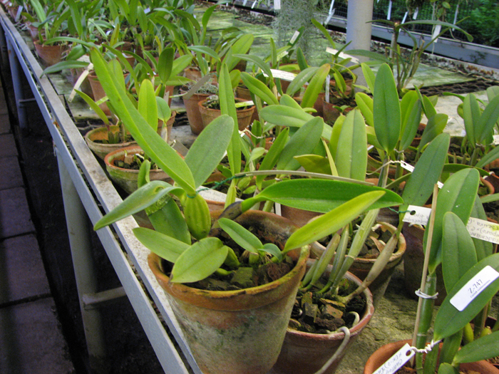 Cattleya labiata caerulescens 'Da Norma Dreher' x SELF.jpg