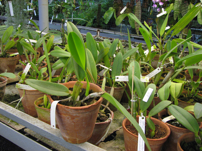 Cattleya labiata coerulensis.jpg