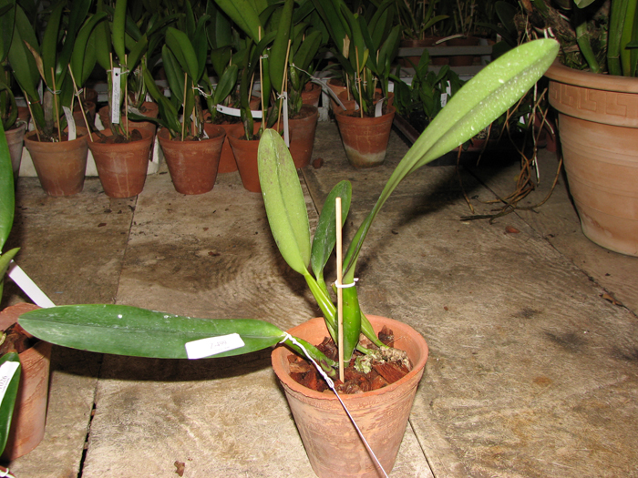 Cattleya trianae tipo 'Binotti' x trianae orlata 'Dan'.jpg
