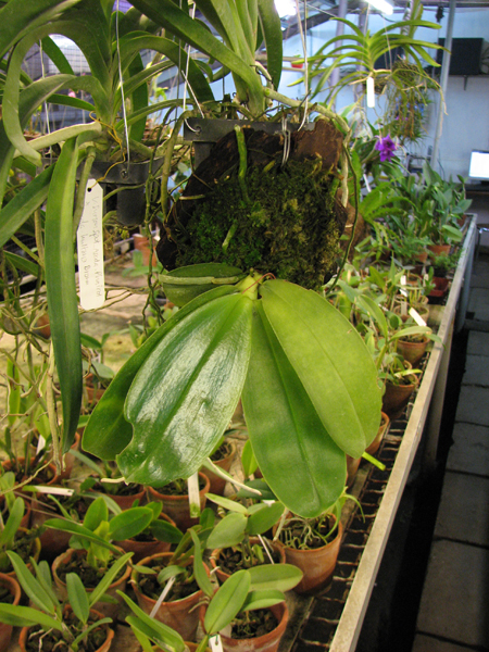 Phalaenopsis violacea 'Borneo'.jpg
