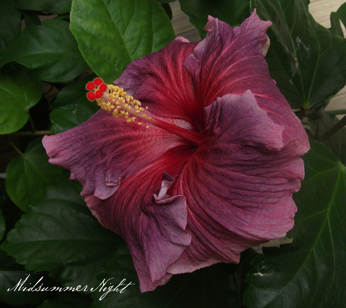 DSCF8787_.jpg
