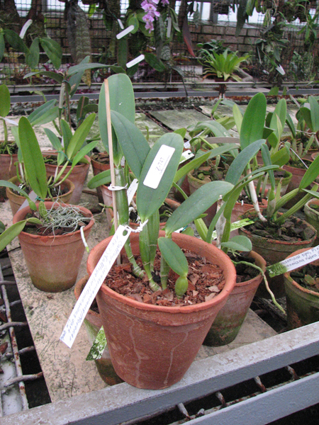 Cattleya lueddemanniana (Morena x OK-2) 'N 1' x lueddemanniana dark lip splash.jpg