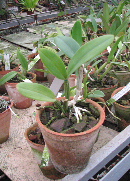 Cattleya lueddemanniana caerulea 'Lena' x Cattleya lueddemanniana caerulea 'Celeste'.jpg