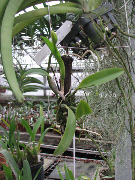 Laelia praestans.jpg