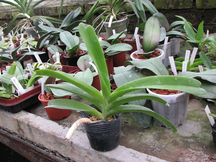 Rhynchostylis gigantea 'Orange Star'.jpg