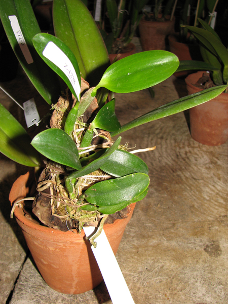 Laelia alaori escura II x Laelia alaori escura I.jpg