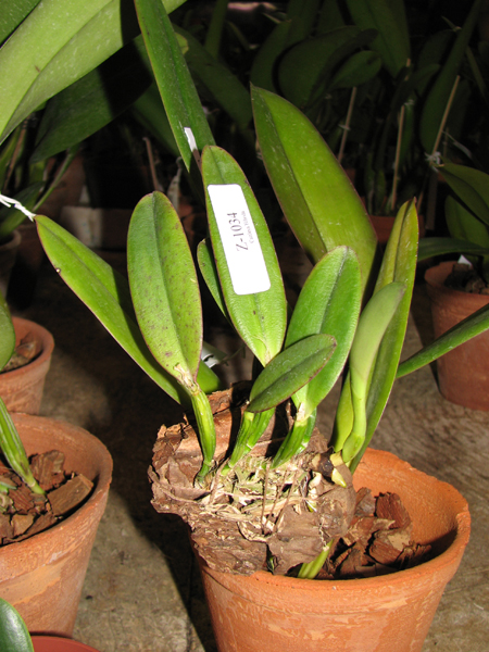 Laelia alaori suave 'Binot' x Cattleya luteola 'Big Star'.jpg